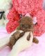 Toy Poodle Puppies for sale in Chandler, AZ, USA. price: $7,200