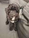Toy Poodle Puppies for sale in Topeka, KS, USA. price: $1,100