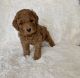 Toy Poodle Puppies for sale in La Habra, CA 90631, USA. price: $1,499
