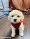 Toy Poodle Puppies for sale in Elgin, IL 60120, USA. price: NA