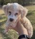 Toy Poodle Puppies for sale in Jesup, GA, USA. price: $1,000