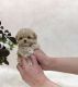 Toy Poodle Puppies for sale in 10118 Avenue J, Brooklyn, NY 11236, USA. price: NA
