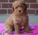 Toy Poodle Puppies for sale in Baltimore, MD, USA. price: $500