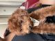 Toy Poodle Puppies for sale in Rancho Cordova, CA, USA. price: $5,000