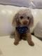 Toy Poodle Puppies for sale in Hallandale Beach, FL 33009, USA. price: $1,500
