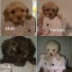 Toy Poodle Puppies for sale in Federal Way, WA, USA. price: $800
