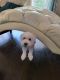 Toy Poodle Puppies for sale in Plano, TX 75075, USA. price: NA