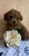 Toy Poodle Puppies for sale in Stroudsburg, PA 18360, USA. price: $2,500