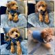 Toy Poodle Puppies for sale in Peoria, IL, USA. price: $2,500