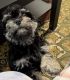 Toy Poodle Puppies for sale in Manassas, VA, USA. price: NA