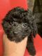 Toy Poodle Puppies for sale in Rego Park, NY 11374, USA. price: NA