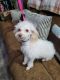 Toy Poodle Puppies for sale in Comanche, OK 73529, USA. price: NA