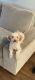 Toy Poodle Puppies for sale in Maple Shade, NJ, USA. price: NA