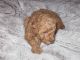 Toy Poodle Puppies for sale in Danville, VA, USA. price: NA