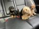 Toy Poodle Puppies for sale in The Bronx, NY 10453, USA. price: $2,500
