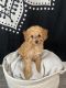 Toy Poodle Puppies for sale in Miami, FL, USA. price: $3,000