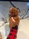 Toy Poodle Puppies for sale in Charlotte, NC, USA. price: $613