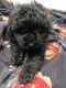 Toy Poodle Puppies for sale in Belmont, NC 28012, USA. price: NA