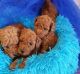 Toy Poodle Puppies for sale in Toronto, ON, Canada. price: NA