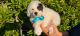 Toy Poodle Puppies for sale in Whittier, CA, USA. price: $399