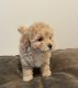 Toy Poodle Puppies for sale in Brooklyn, NY, USA. price: NA