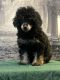 Toy Poodle Puppies for sale in The Bronx, NY 10453, USA. price: $3,000