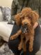 Toy Poodle Puppies for sale in Westland, MI, USA. price: $900