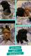 Toy Poodle Puppies for sale in Brandon, MS, USA. price: $1,000