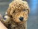 Toy Poodle Puppies for sale in Houston, TX, USA. price: $1,900