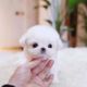 Toy Poodle Puppies for sale in Salem, UT, USA. price: NA