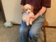 Toy Poodle Puppies for sale in Clearwater, MN, USA. price: $1,000