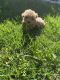 Toy Poodle Puppies for sale in Los Banos, CA, USA. price: $1,000