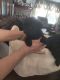 Toy Poodle Puppies for sale in Azle, TX 76020, USA. price: $900