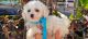 Toy Poodle Puppies for sale in Whittier, CA, USA. price: $499