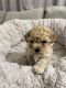 Toy Poodle Puppies for sale in Westfield, MA 01085, USA. price: NA