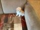 Toy Poodle Puppies for sale in Clearwater, MN, USA. price: NA