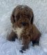 Toy Poodle Puppies for sale in La Habra, CA 90631, USA. price: $1,299