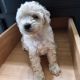 Toy Poodle Puppies for sale in Albion, MI 49224, USA. price: NA
