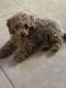 Toy Poodle Puppies for sale in Miramar, FL 33025, USA. price: $600