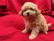 Toy Poodle Puppies for sale in Bakersfield, CA 93306, USA. price: $1,899