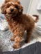 Toy Poodle Puppies for sale in Miami Gardens, FL, USA. price: $2,000