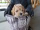 Toy Poodle Puppies for sale in Quitman, TX 75783, USA. price: NA