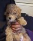 Toy Poodle Puppies for sale in Lakeland, FL 33801, USA. price: NA