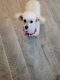 Toy Poodle Puppies for sale in Aubrey, TX 76227, USA. price: $1,100