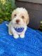 Toy Poodle Puppies for sale in Whittier, CA, USA. price: $899