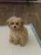 Toy Poodle Puppies for sale in Clemson, SC, USA. price: NA