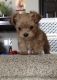 Toy Poodle Puppies for sale in Syracuse, NY, USA. price: NA