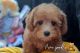 Toy Poodle Puppies for sale in Rowland Heights, CA, USA. price: NA