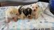 Toy Poodle Puppies for sale in Victorville, CA, USA. price: $250