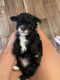 Toy Poodle Puppies for sale in Madison, WV 25130, USA. price: $500